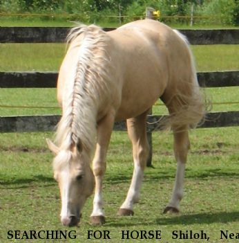 SEARCHING FOR HORSE Shiloh, Near Alpena, MI, 49707